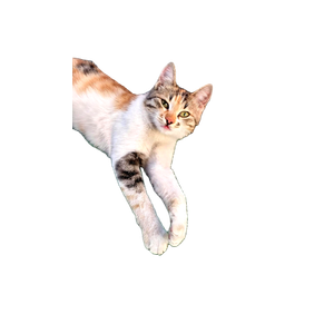 A Calico Cat Lounging On A Green Carpet Outdoors, Enjoying The Day. 18265 - Cat PNG image with transparent background